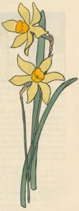 Coloured ornamental border of 2 yellow daffodils with green leaves takes up entire length of page on right, beside the letterpress.