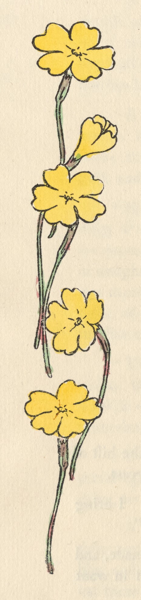 5 yellow flowers on green stems extend the length of the letterpress in the left margin.